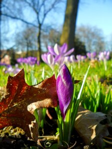 Plant crocus blossom