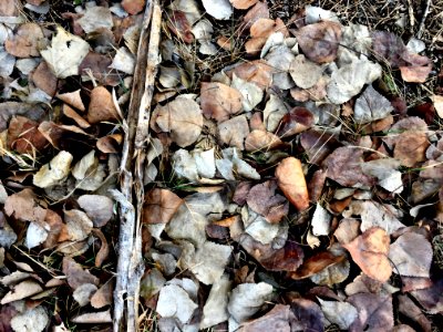 Autumn Under the Melted Snow
