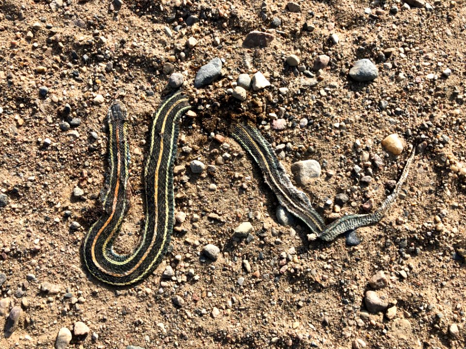 Why Didn't The Snake Cross the Road?