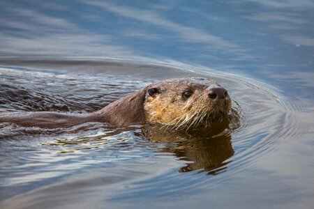 Nature fur water