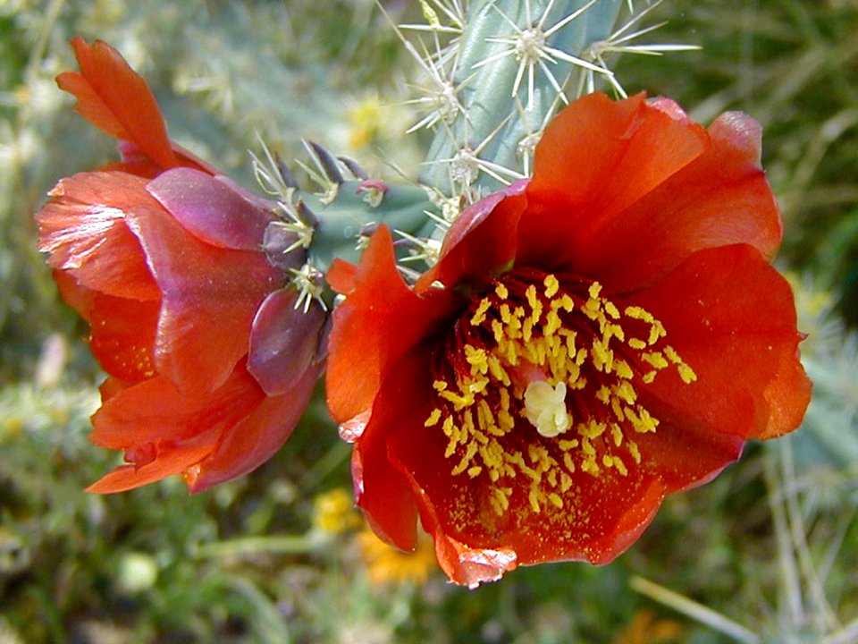 Cholla