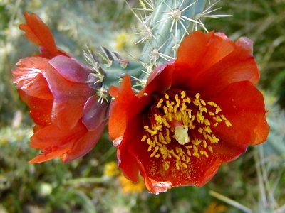 Cholla