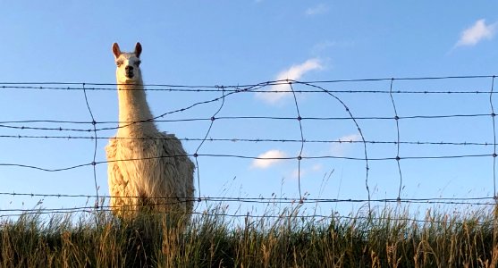 Prairie Llama-ing photo