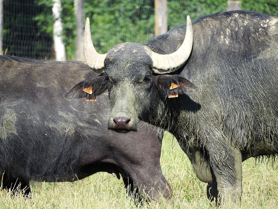 Water buffalo african buffalo wild animals
