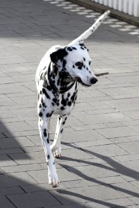 Dalmatian photo