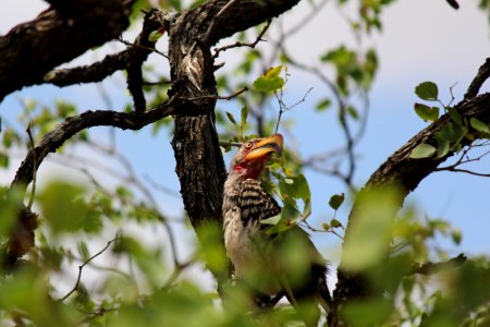 Southern yellow-billed hornbill
