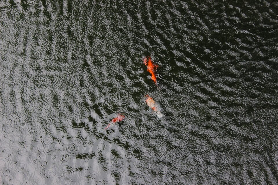 Fish pond rain waves of rain