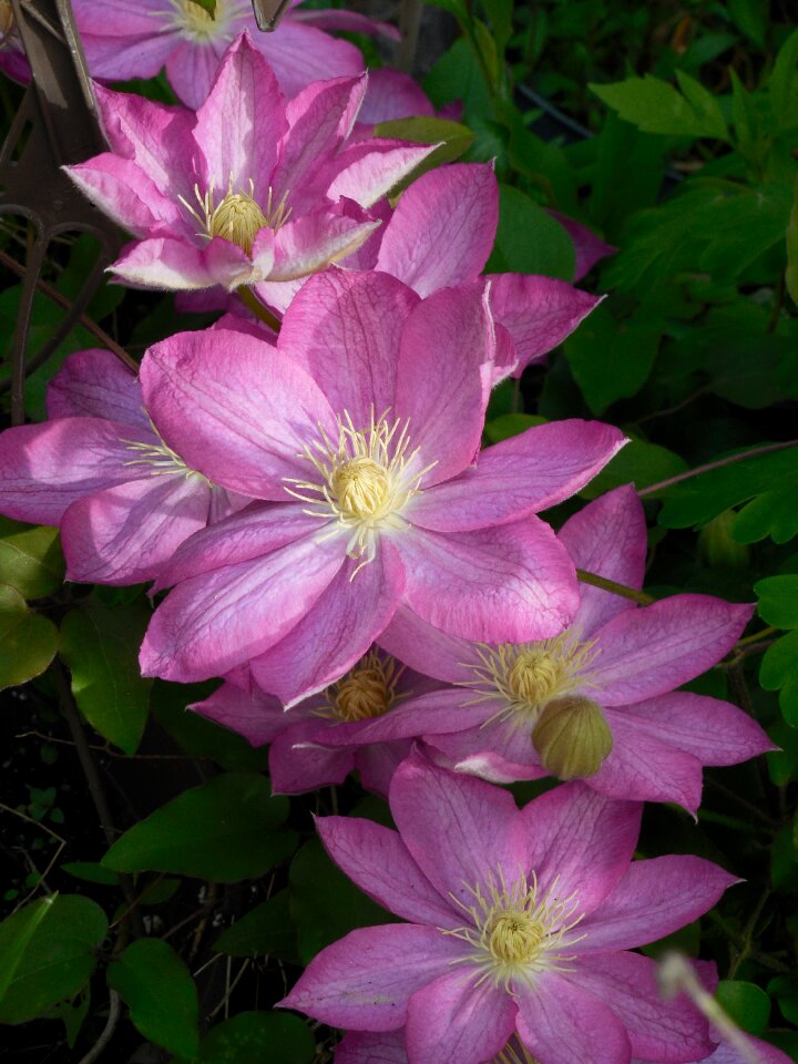 Summer nature flower