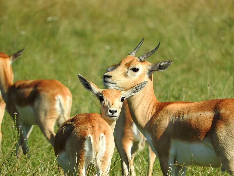 African animal wild animal flock