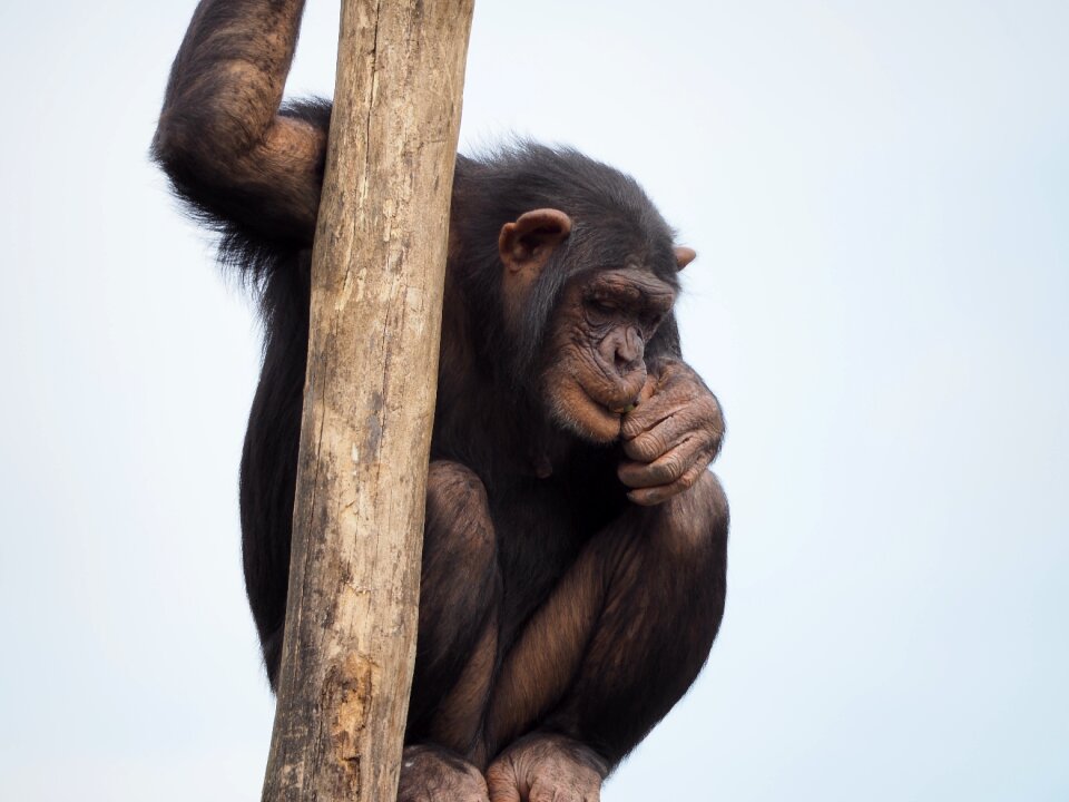 Animals climbing monkey