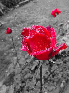 Drop of water blossom bloom