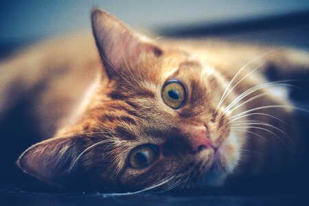 Animal cute cute cat