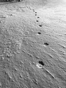 Tracking the Trackers