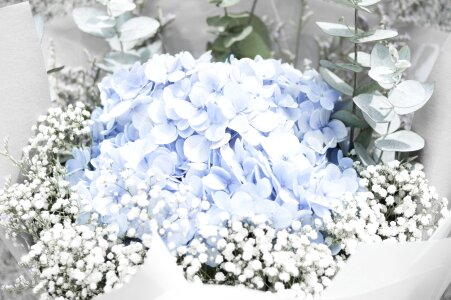 White bright arrangement photo
