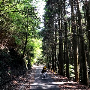 Biking in the Woods photo