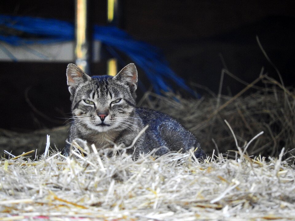 Domestic cat pet mackerel