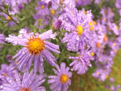 Nature purple blossom