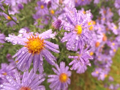 Nature purple blossom photo