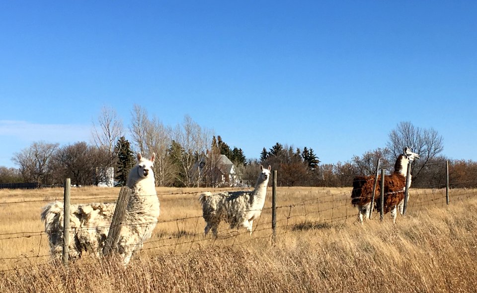 The Welcoming Committee