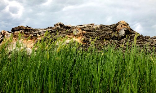 2020/366/186 Log Mountain photo