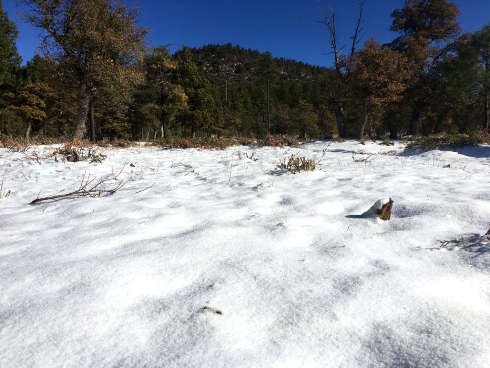 Today's Snow Carpet