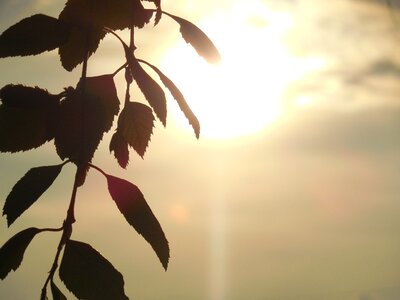 Design pattern nature