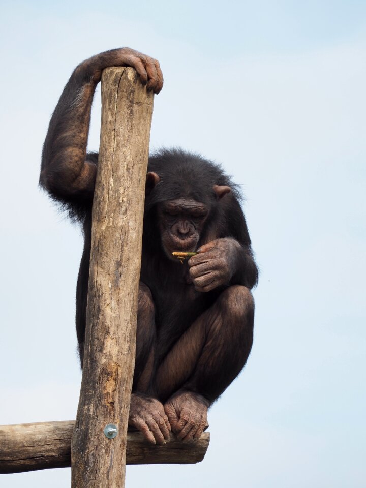 Monkey thinking jump