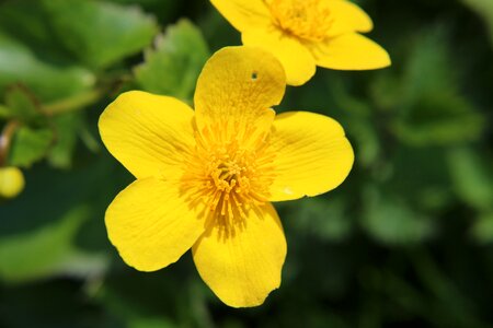 Plant nature marsh marigold