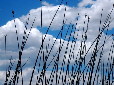 Reed Sky