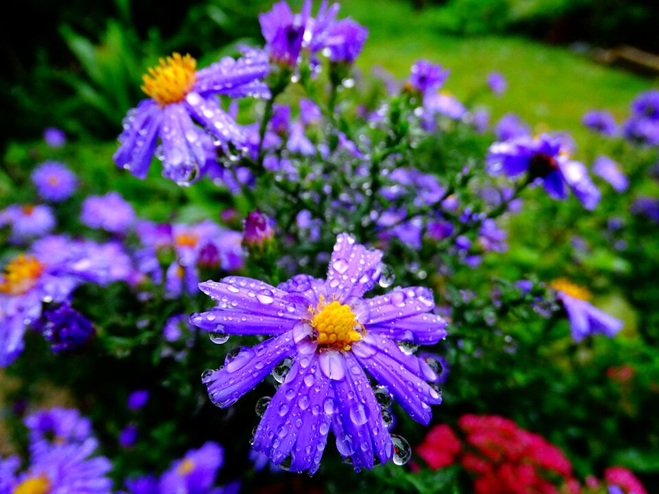 Nature purple blossom