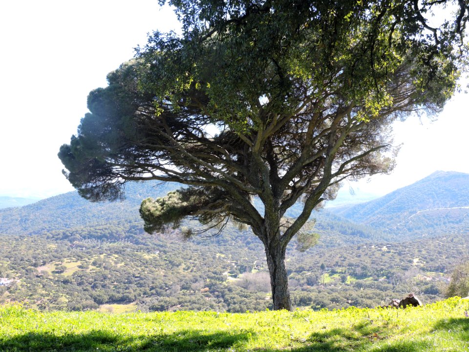 Peña de Arias Montano. Alájar (Huelva).