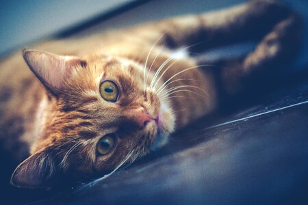 Animal cute cute cat