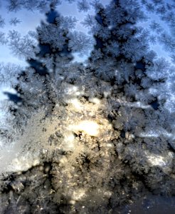2019/365/50 Not Seeing the Trees for the Ice