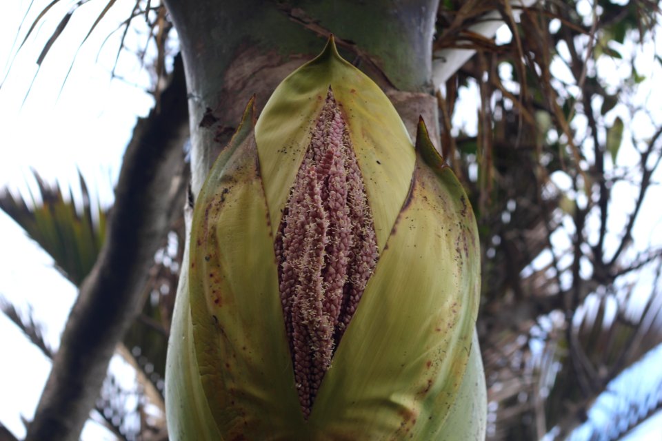 Nikau
