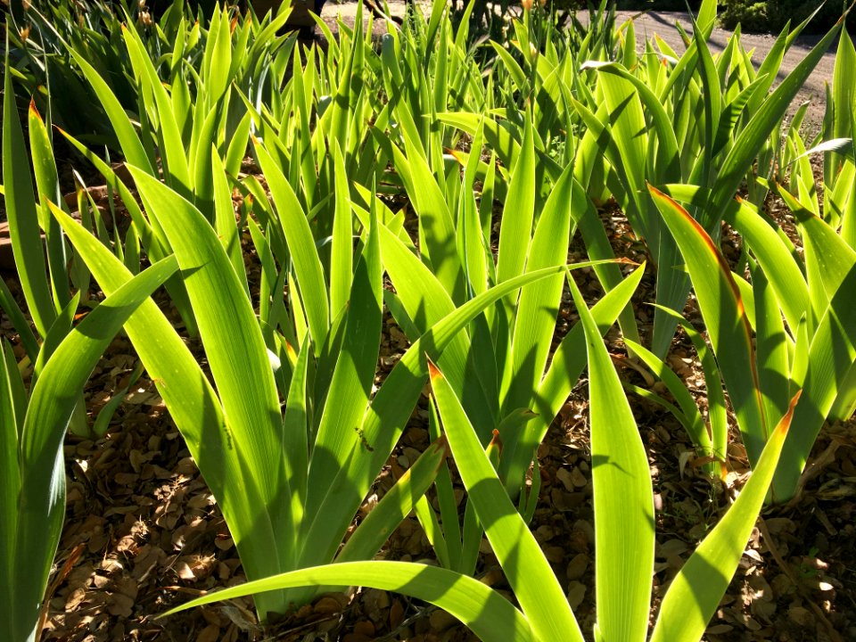 The Busy Front Iris Patch