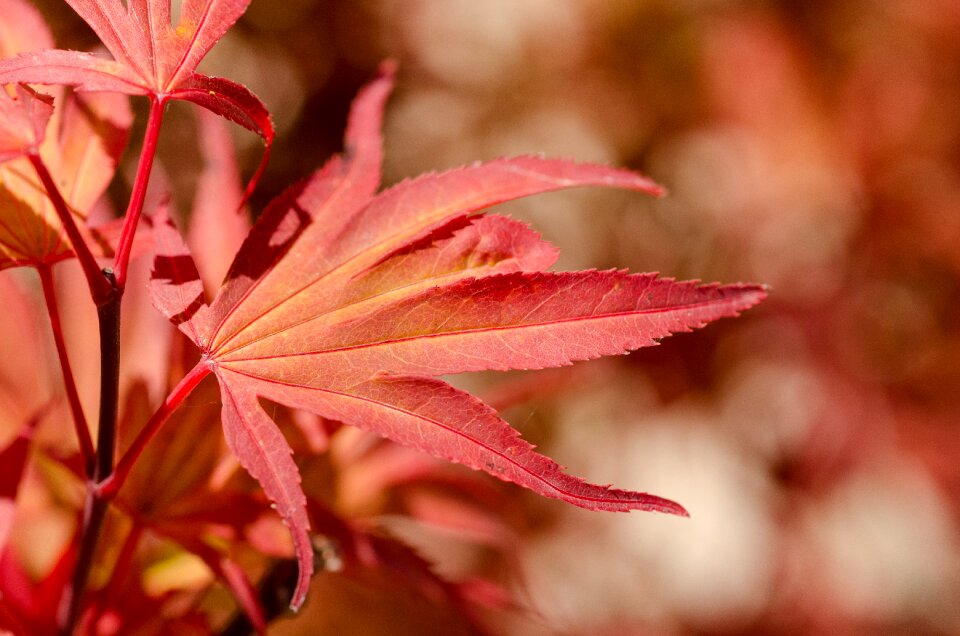 Japanese tree leaf photo