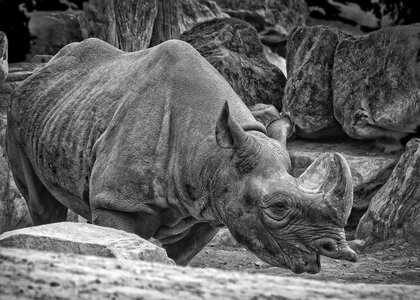 Pachyderm horn nature park photo