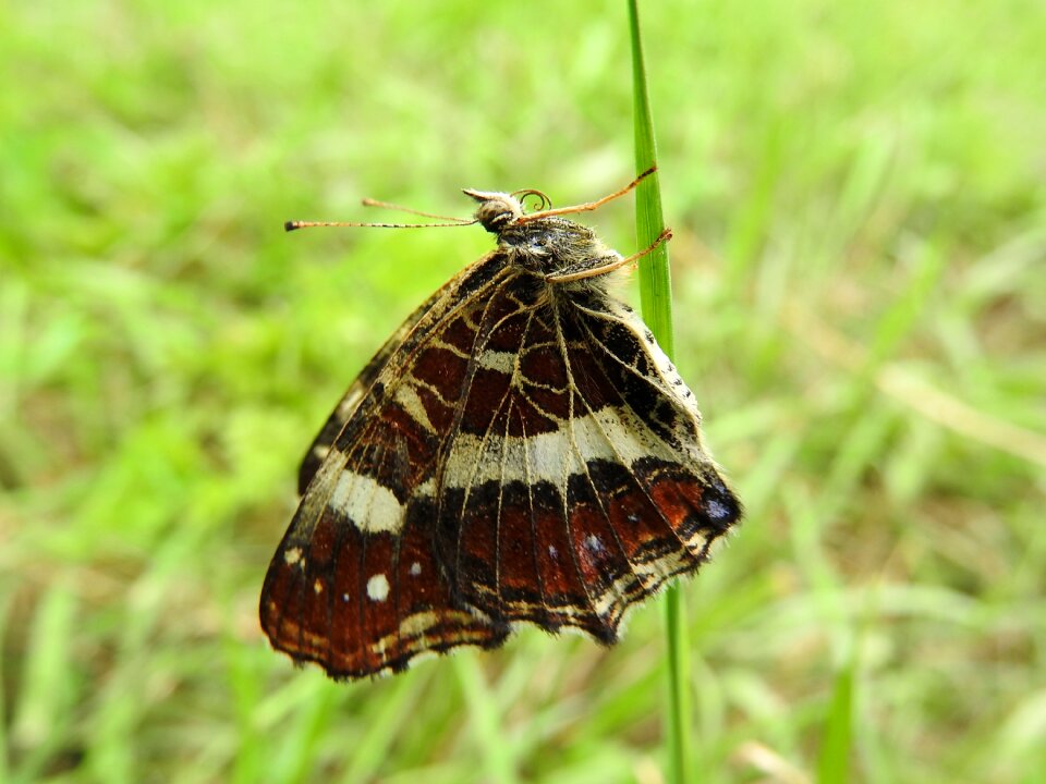 Detail proboscis antennae