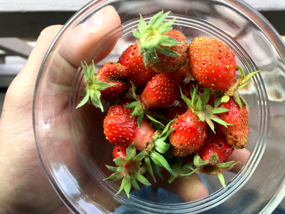 Morning Berry Bowl