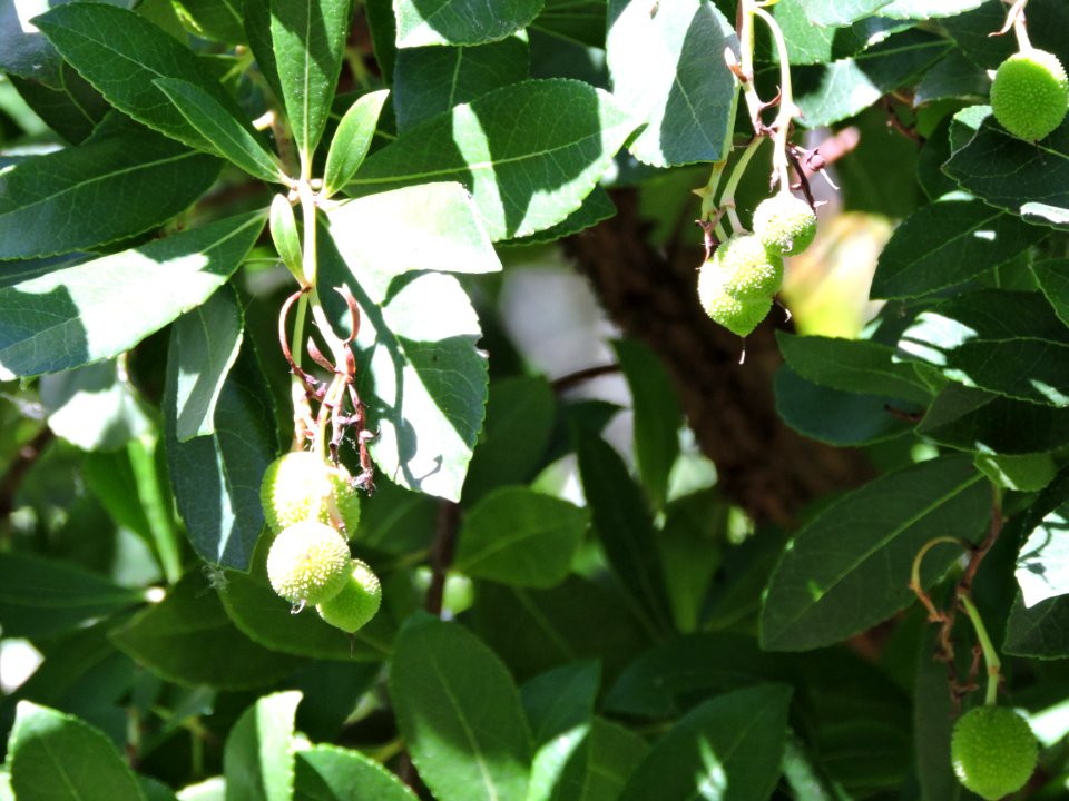 Madroño (Hoja y fruto). Fuenteheridos (Huelva)