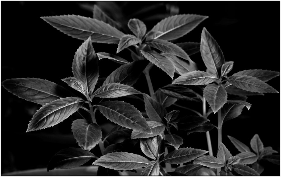 balsam plants