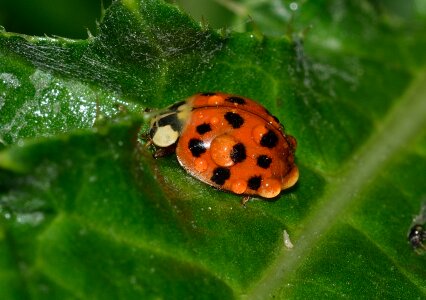 Harmonia axyridis dew