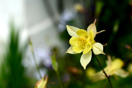 Trumpet Flower (?)