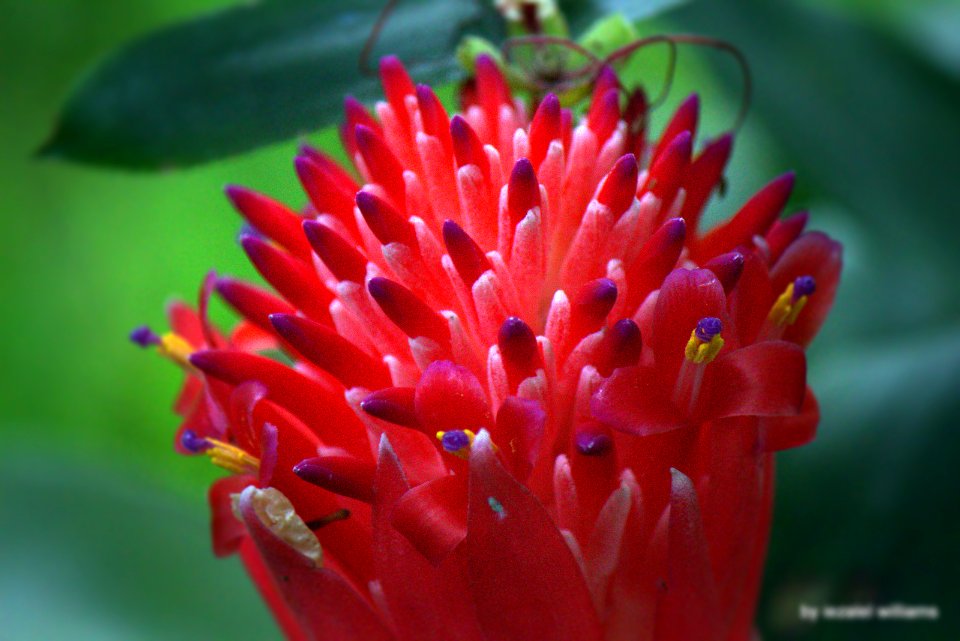 Tropical plant - Bilbergia pyramidalis by iezalel williams IMG 9433