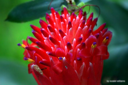 Tropical plant - Bilbergia pyramidalis by iezalel williams IMG 9433