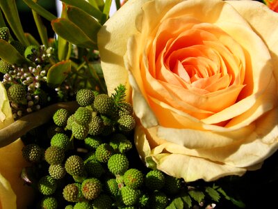 Rose orange petal photo