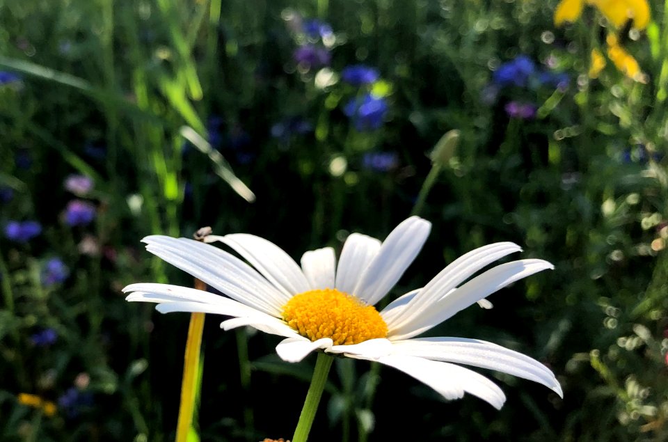2020/366/209 Daisy Stretch