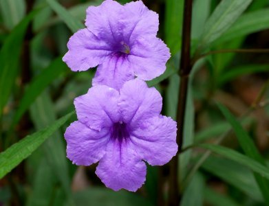purple trumpet flowers photo