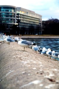Seagulls