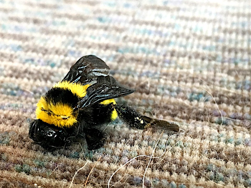 The Last Buzz Was Memorable